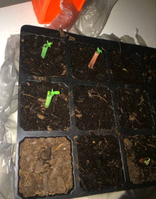 sick seedlings