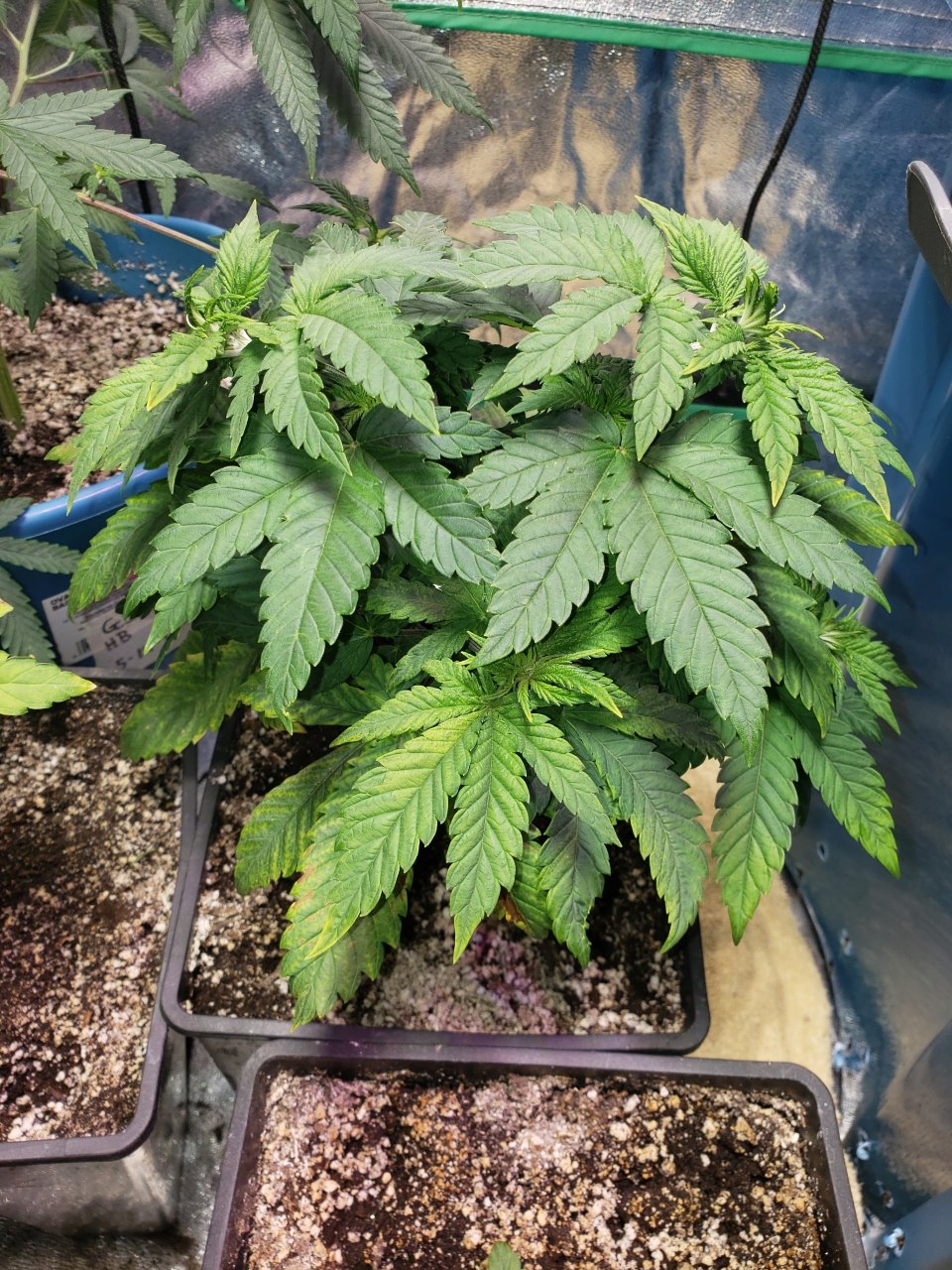 Side shot HB Ice Cream new growth lookn better