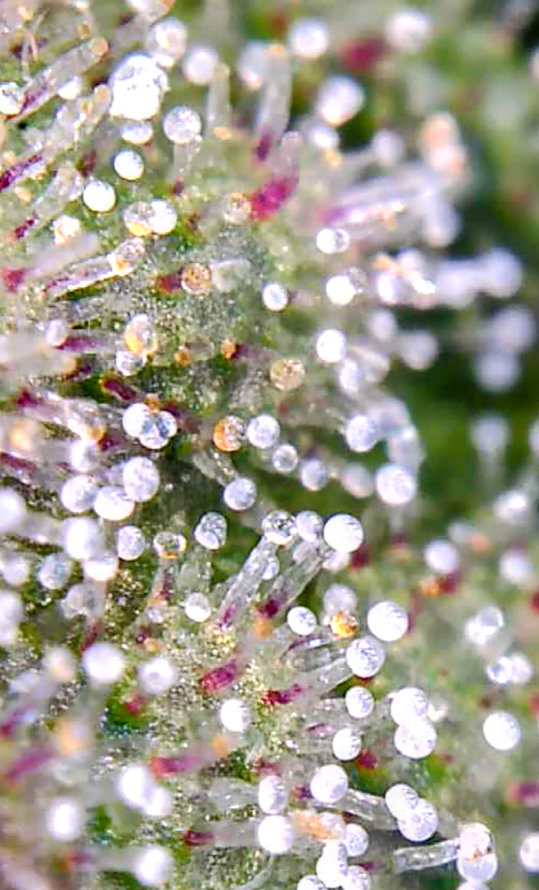 Trichome microscope hack for crystal clear pics with 100% stillness! -  Harvesting - I Love Growing Marijuana Forum