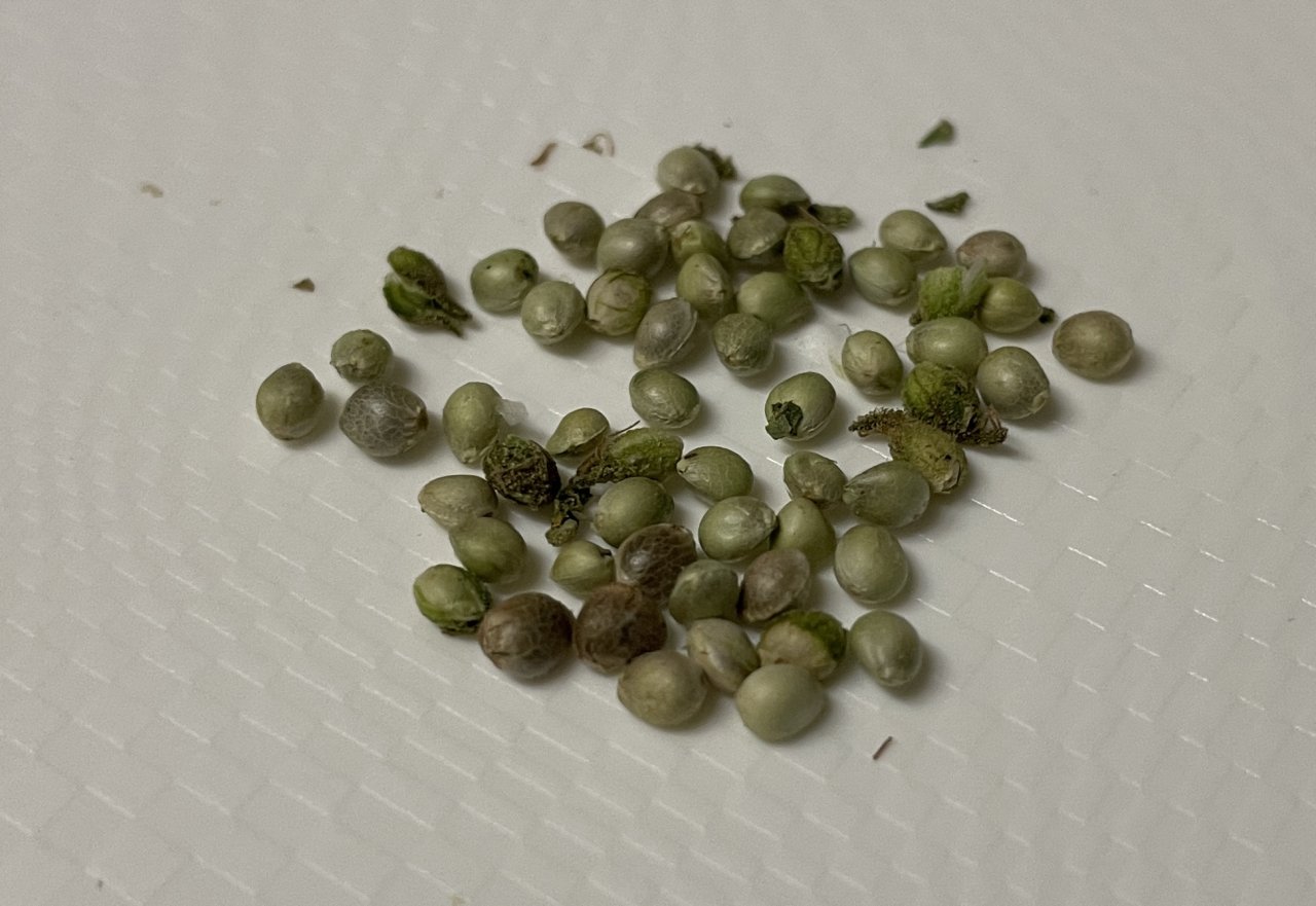 SLH indica-dom seeds harvested 28.10.22.jpg