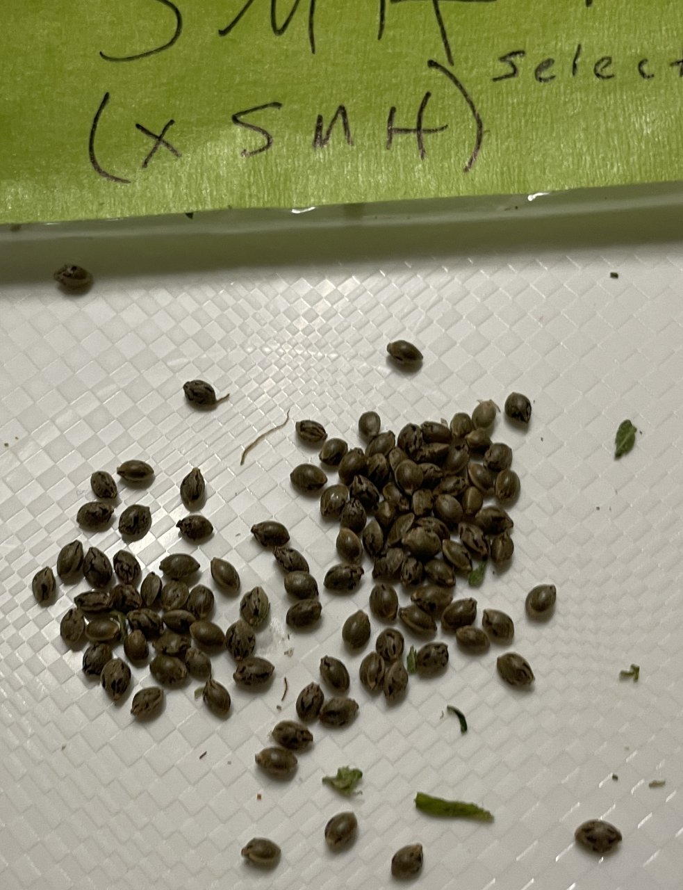 SMH x SMH select pollinated seeds.jpg