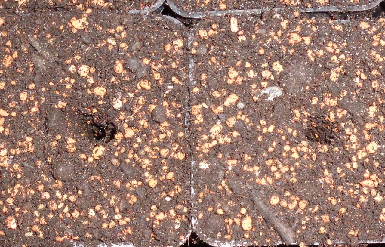 Soil with diatomaceaous earth