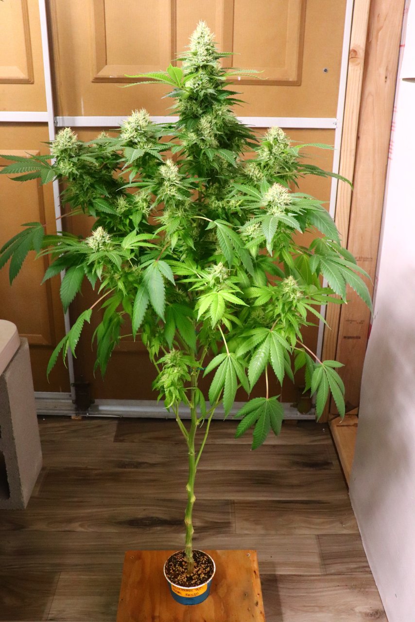 Solo Cup Project-Blueberry Feminized #1/A-Day 41 of Flowering-4/29/23