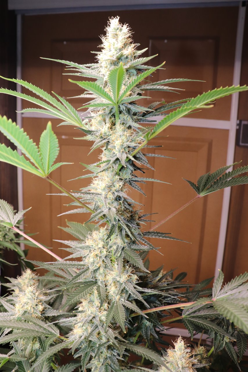 Solo Cup Project-Day 40 of Flowering-4/28/23