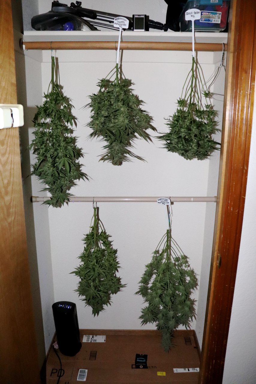 Solo Cup Project-Day 59 of Flowering/Harvest Day-5/17/23
