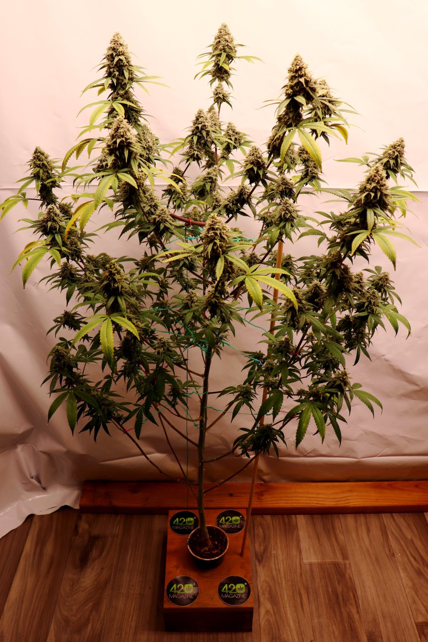Solo Cup Project-Gorilla Bomb Feminized #1/A-Day 61 of Flowering-7/21/23