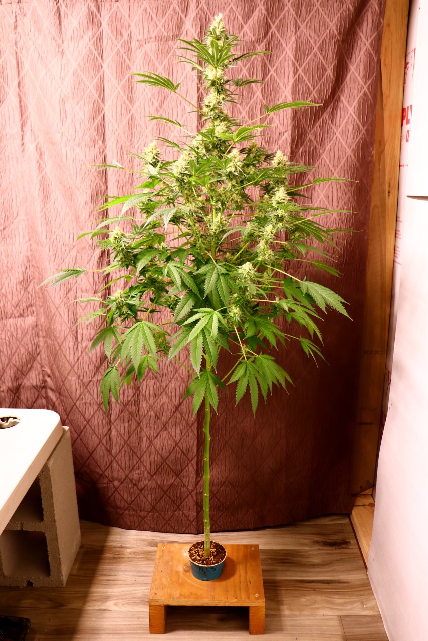 Solo Cup Project-Northern Lights Feminized #3-Day 42 of Flowering-4/30/23