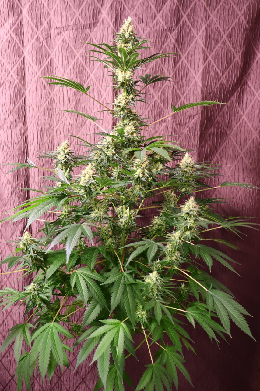 Solo Cup Project-Northern Lights Feminized #3-Day 42 of Flowering-4/30/23