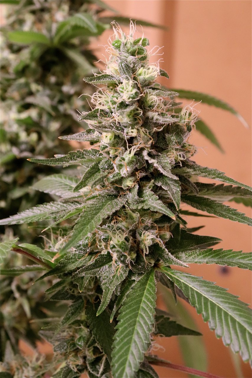 Solo Cup Project-OG Kush Feminized #1-Day 50 of Flowering-5/8/23