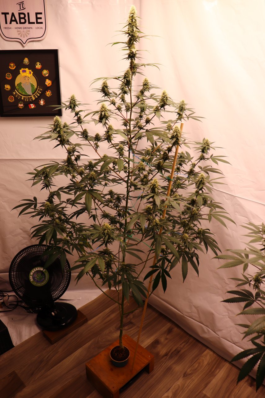 Solo Cup Project/Phase 3-Gorilla Bomb Feminized #1/Day 34 of Flowering-9/4/23