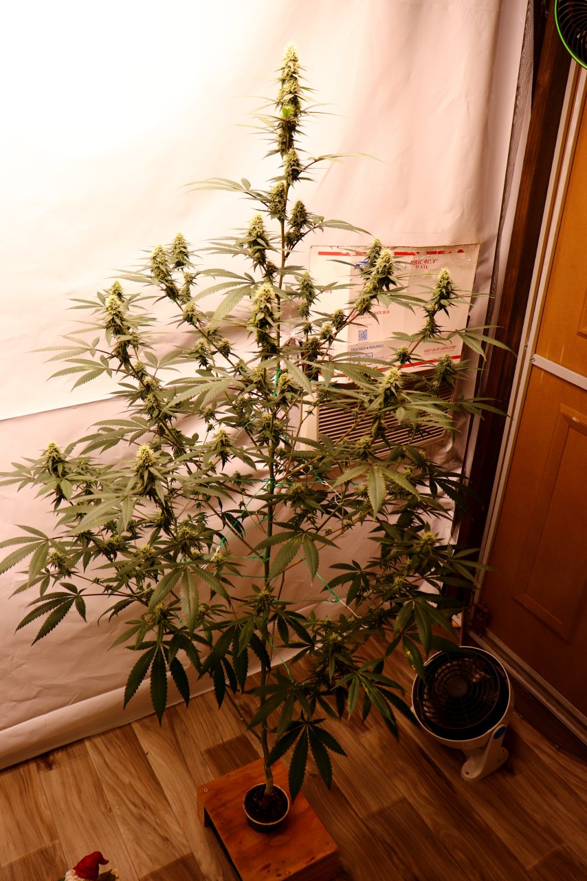 Solo Cup Project/Phase 3-Gorilla Bomb Feminized #2/Day 34 of Flowering-9/4/23