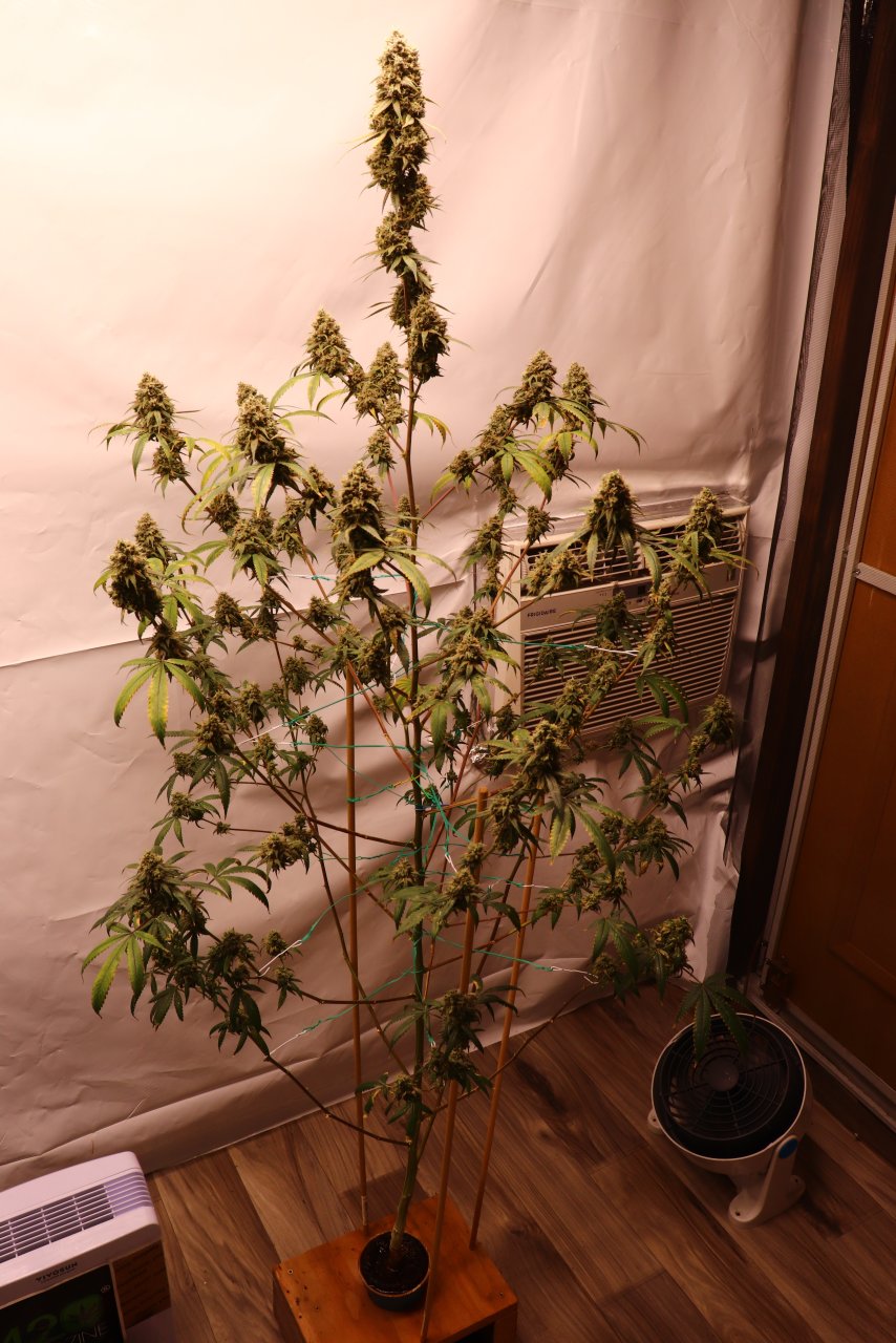 Solo Cup Project/Phase 3-Gorilla Bomb Feminized #2/Day 70 of Flowering-10/10/23