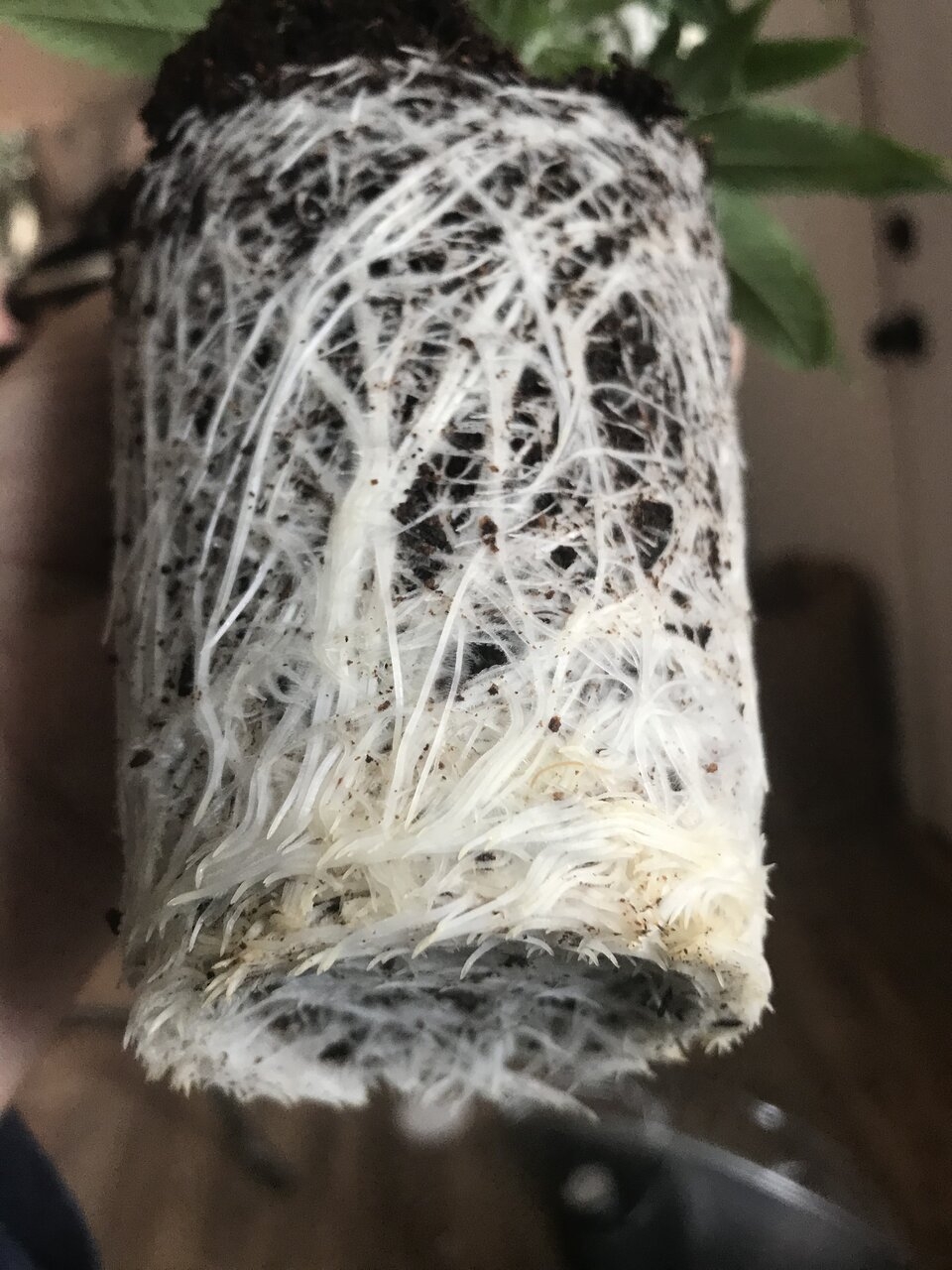 Solo cup roots clones taken on the 5th of Jan