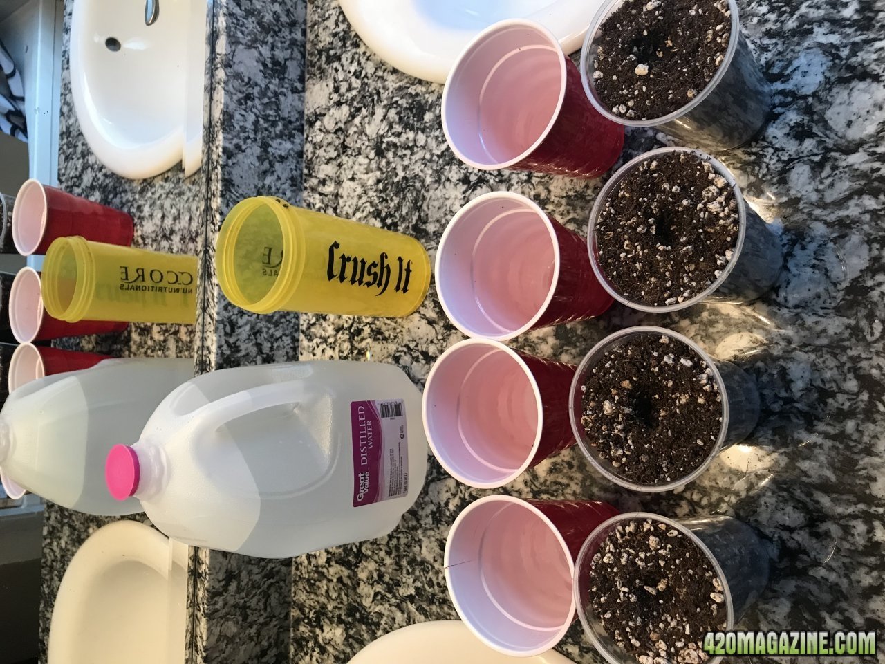 Solo cups ready for seeds