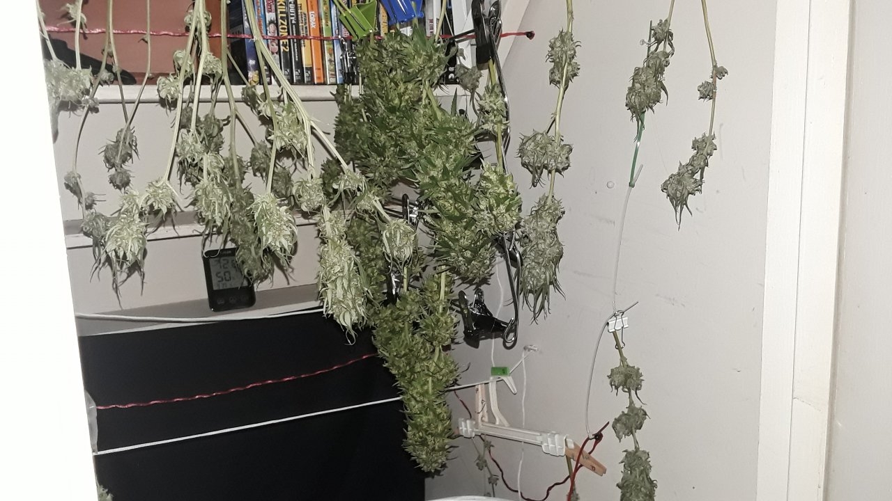 Some of Big after wet trim & My Purple plant that i cut 2 days ago