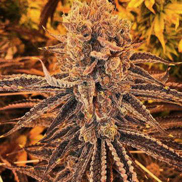soul-mate-bodhiseeds-cannabis-hanfsamen-weed.jpg