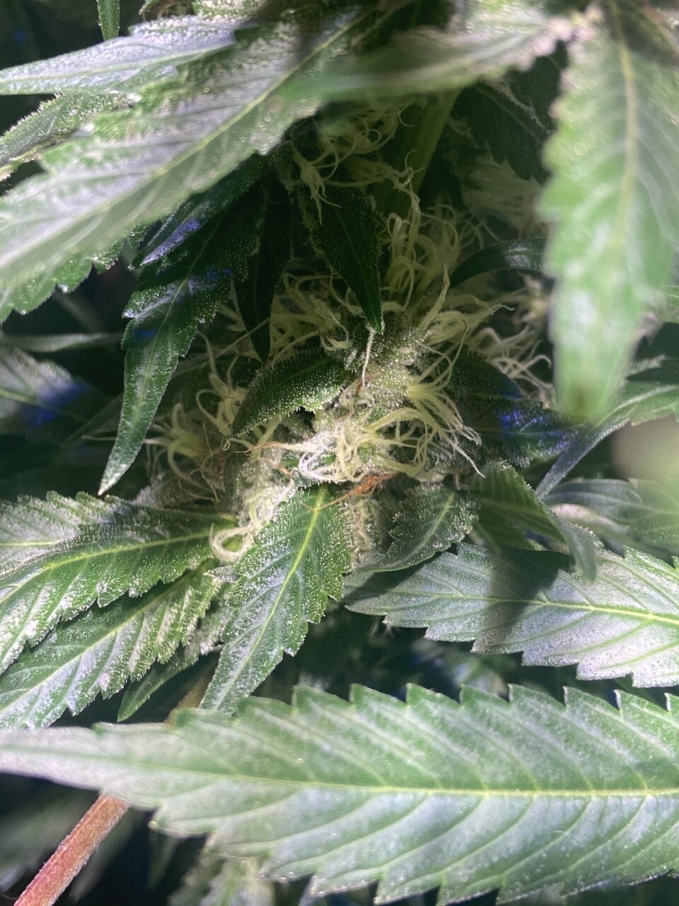 Sour Bubba lower