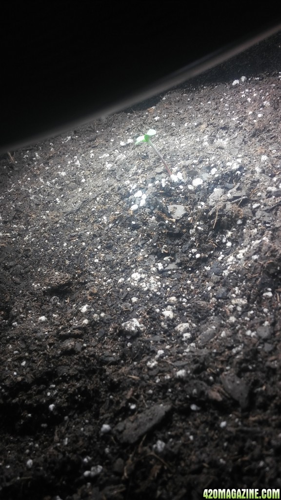 sprouted!!
