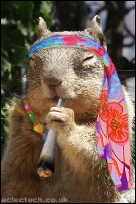 squirrel+hippie.jpg