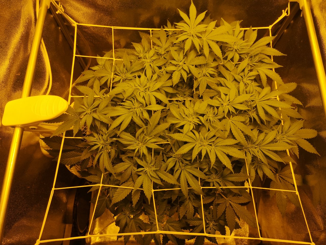 SSH - w7d6 - not the best, but respectable SCROG