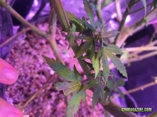 Stem Leaf Growth