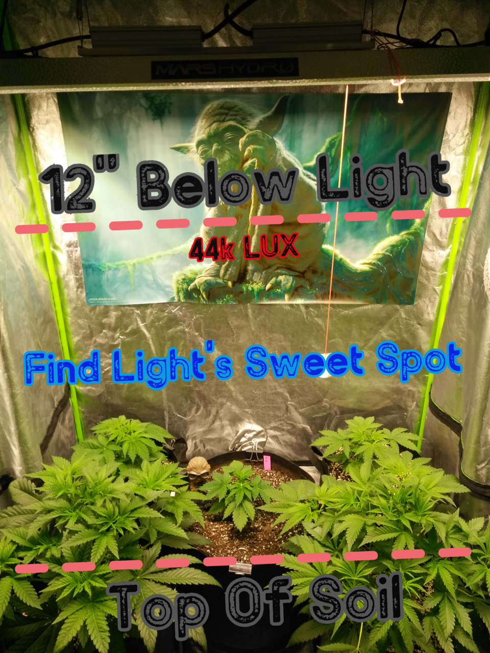 Step 2:  Find Light's Sweet Spot
