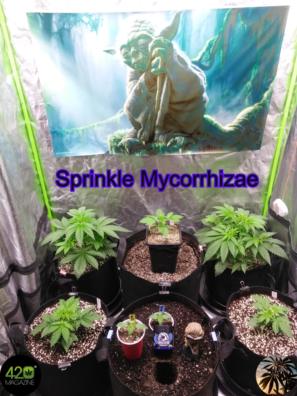 Step 4:  Sprinkle Mycorrhizae
