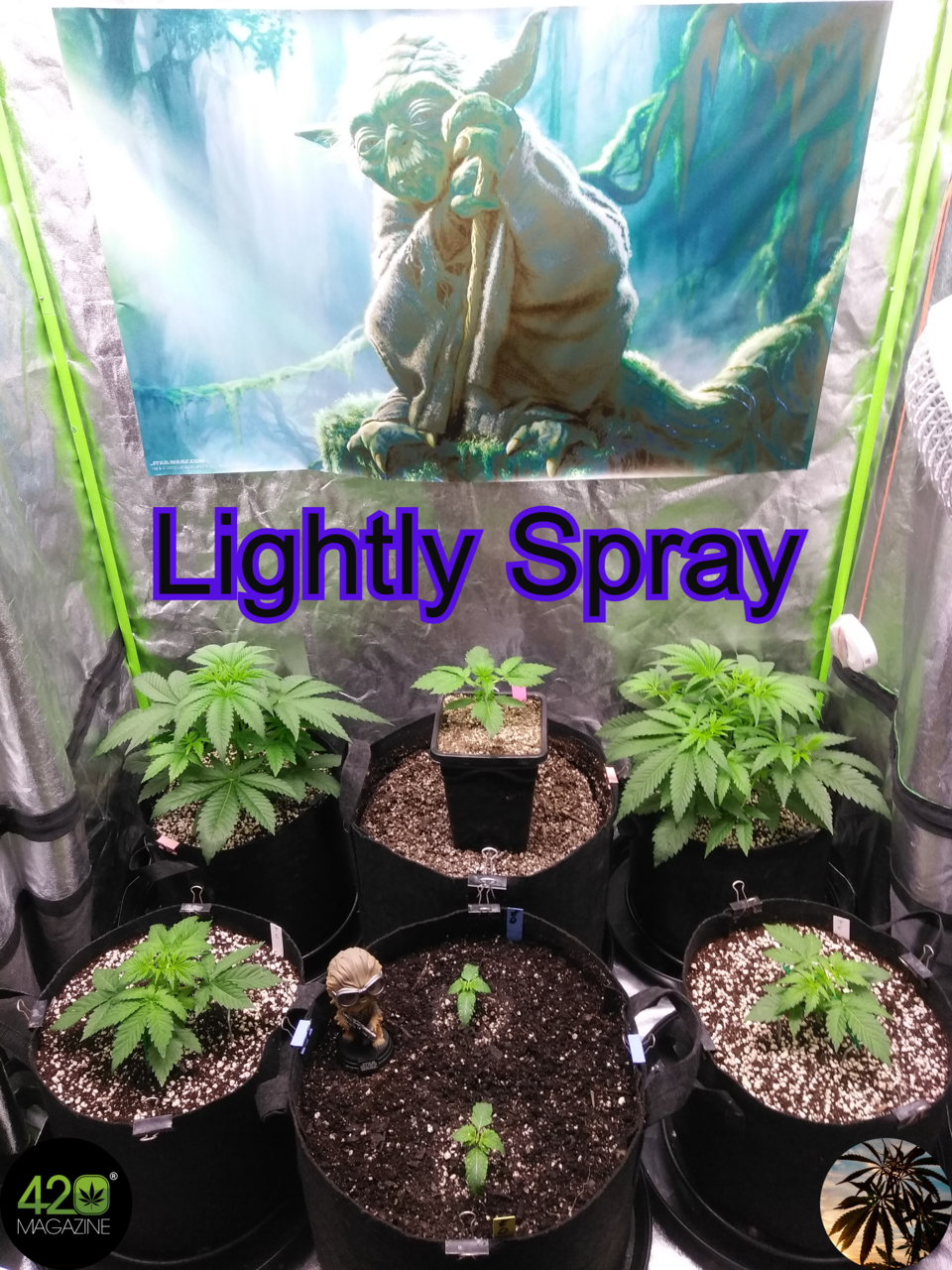 Step 5:  Lightly Spray