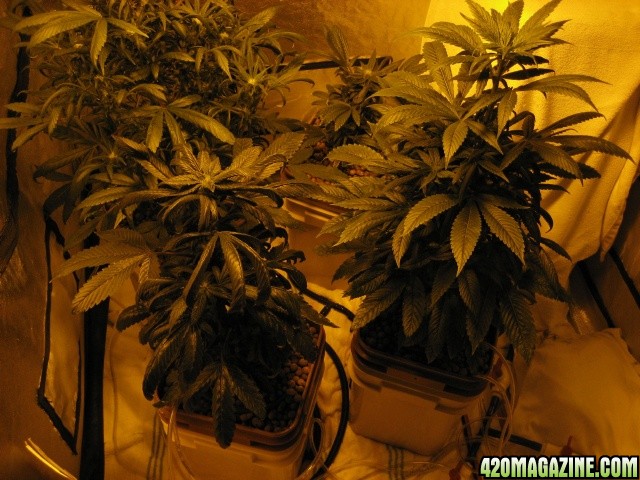 Strawberry cough,Champange,Sour Diesel and Bubba Kush,DR120