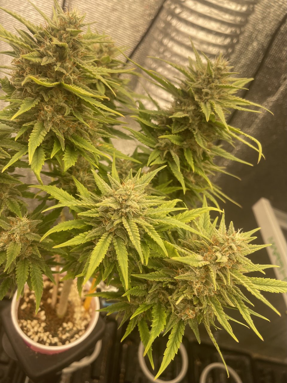 Strawberry Solo SIP Day #54 Flower Dynomyco above.jpeg