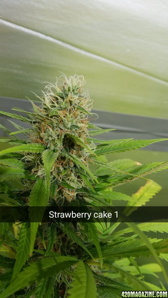 strawberry_cake_1