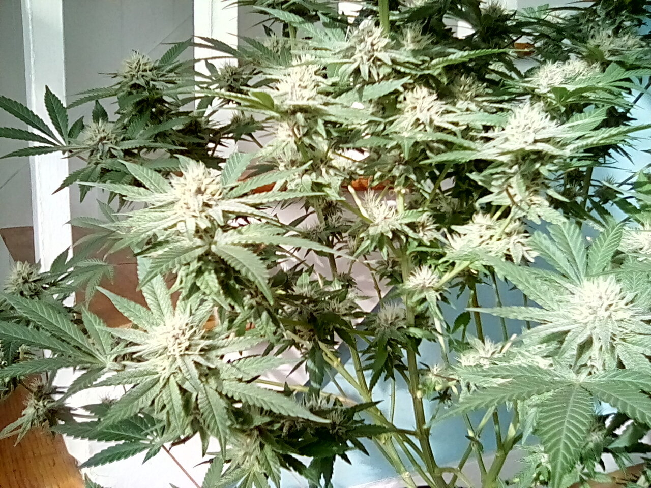 Sugar coated Fruity pebbles day 39