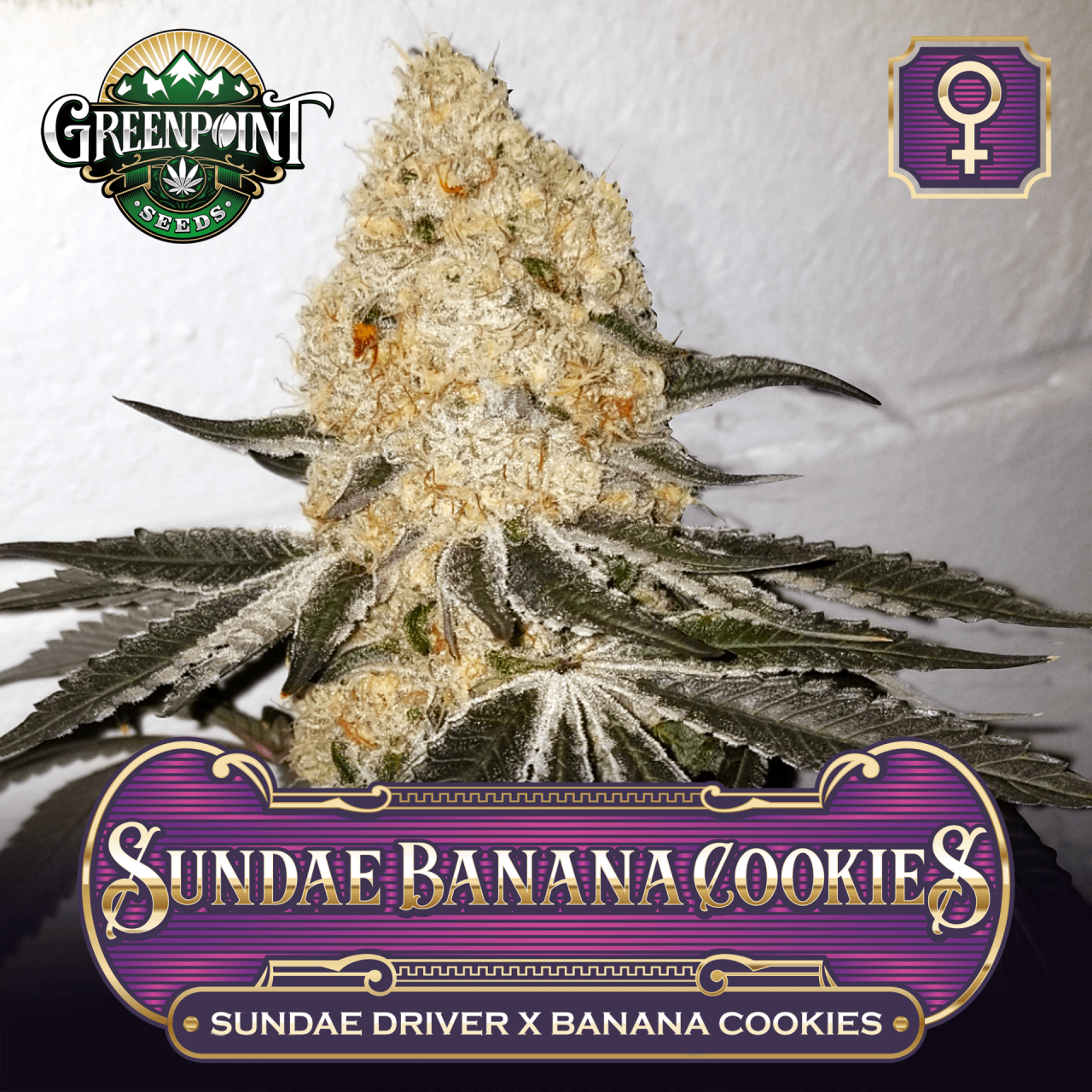 sundae-banana-cookies-feminized-seeds-greenpointseeds.com-c.png