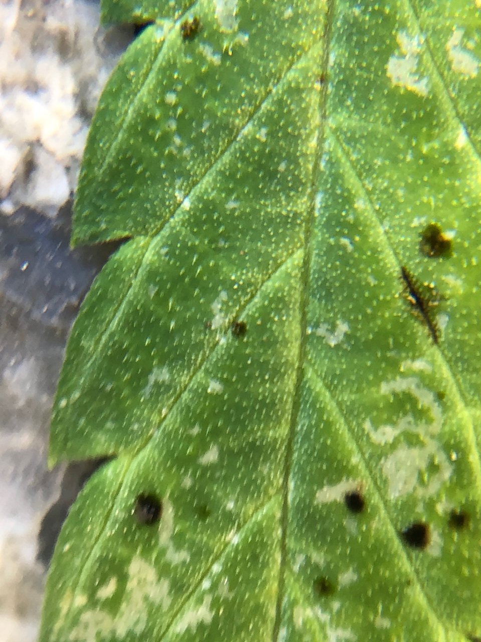 Sunny 8.29 leaf damage 2