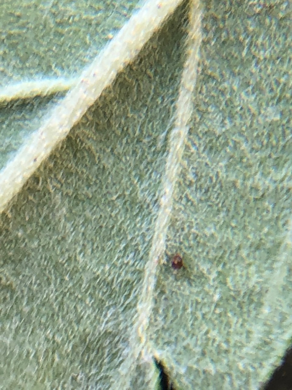 Sunny 8.29 leaf mite