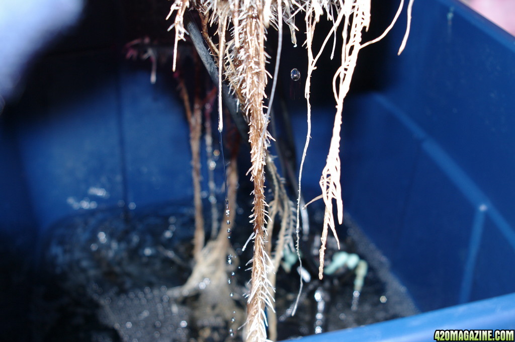 Suspected Root Rot 1