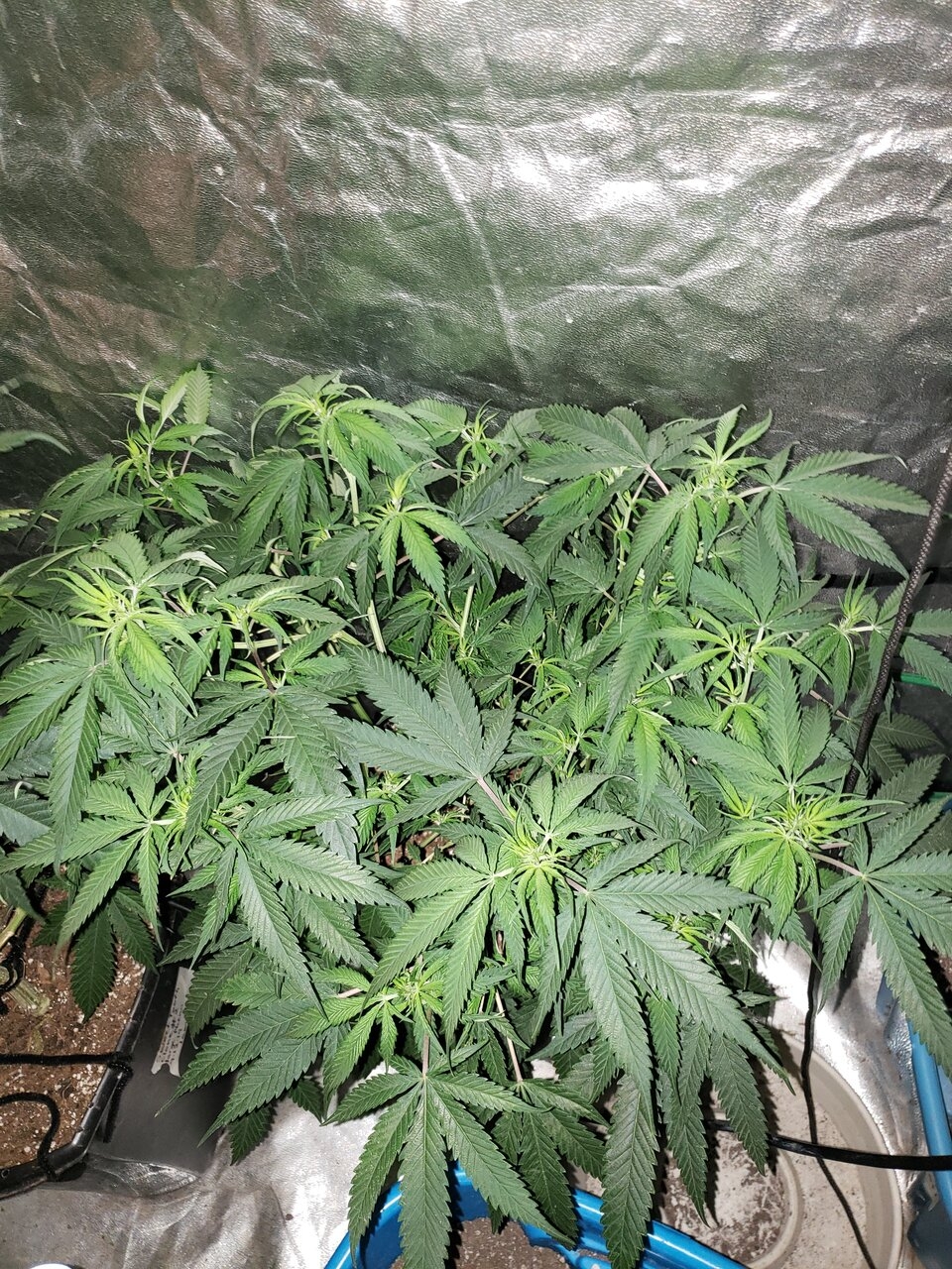 Sweet Tooth small pheno in veg