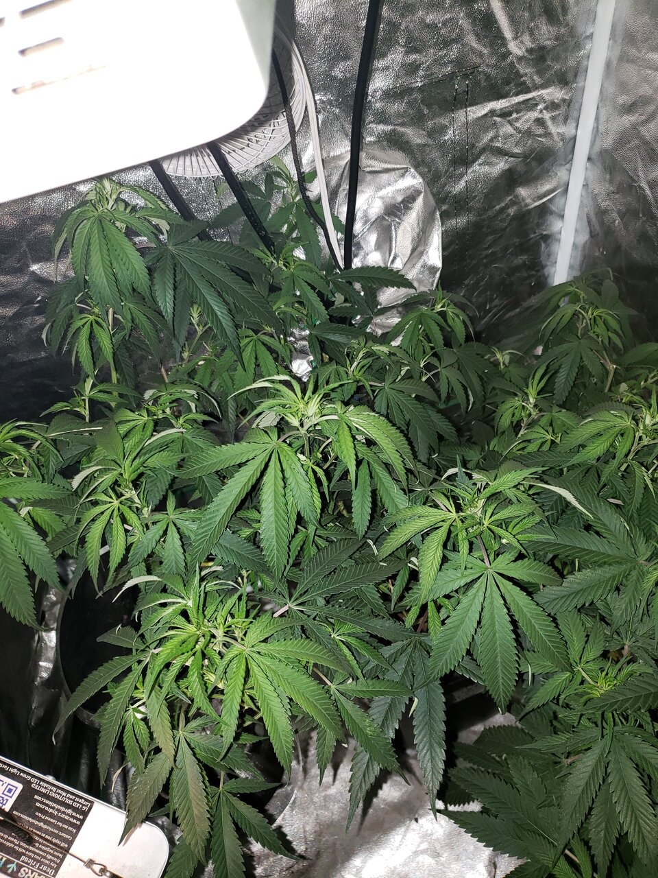 Sweet Tooth tall pheno in veg