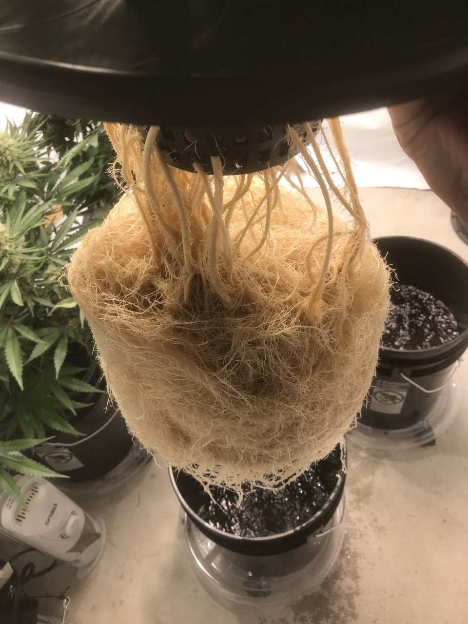 Tangie Roots.jpeg