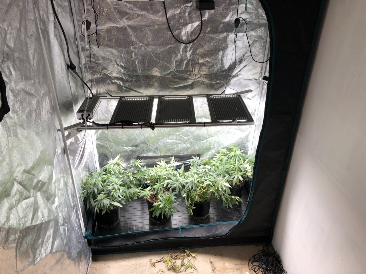 Tent 4 kit plants