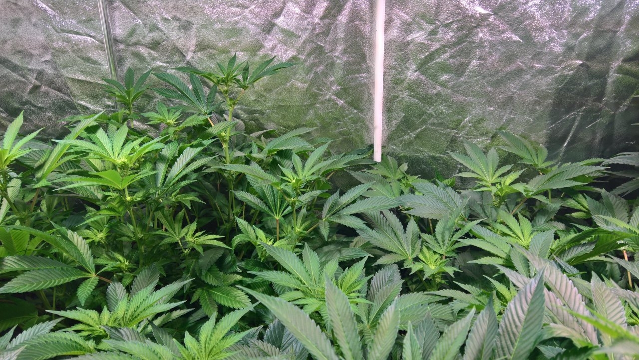 Tent pic Day 4 flower