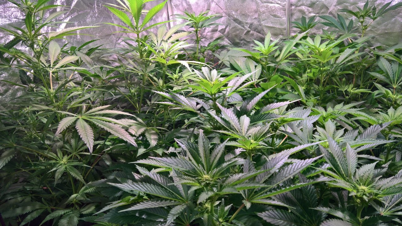 tent pic Day 4 flower