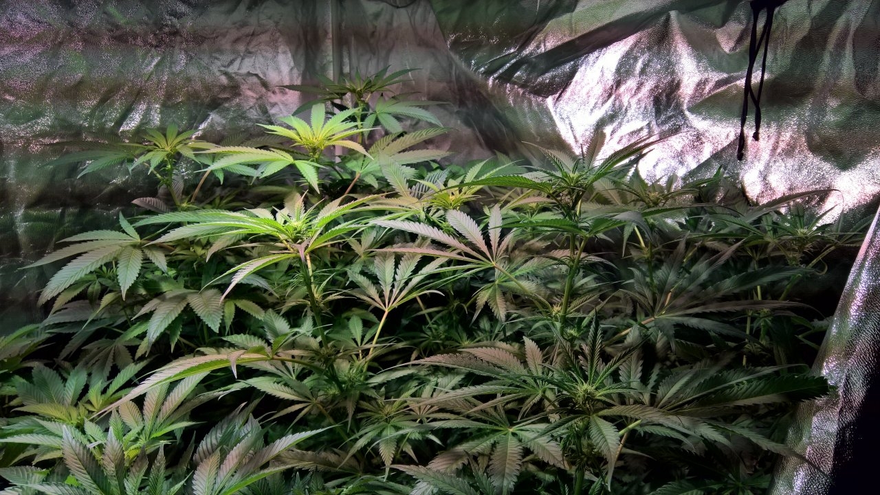 Tent pics, Day 4 of Flower