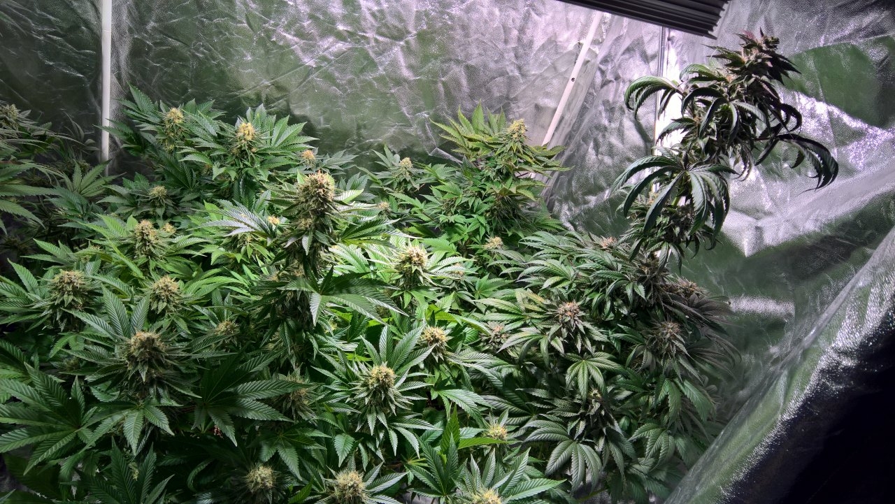 Tent shot right Wk8 Day5