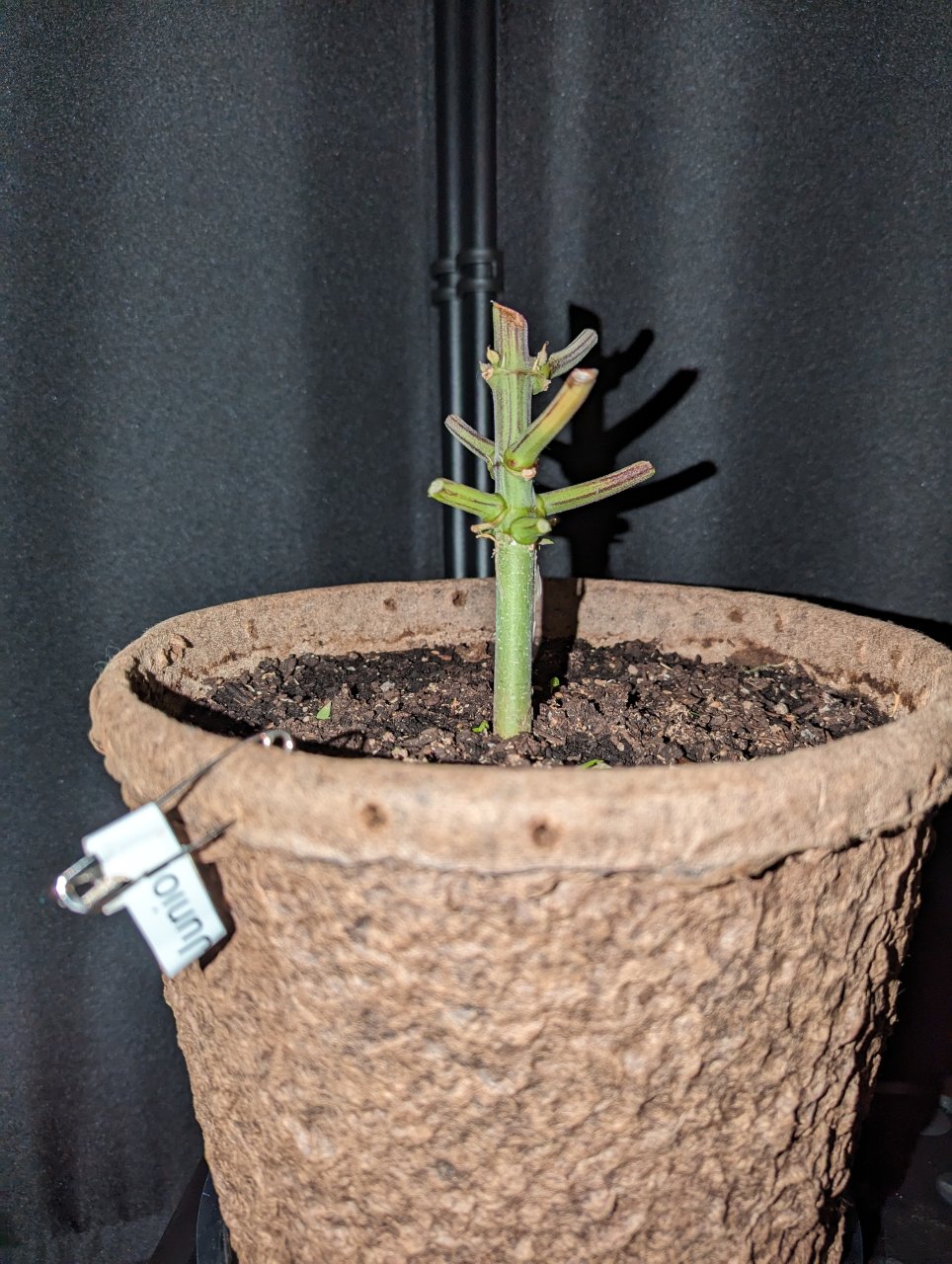 Test of Auto resilience- can this stem survive?