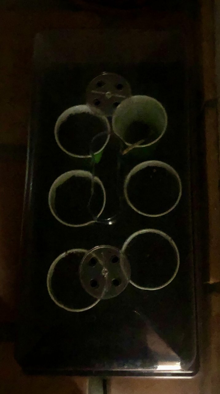 The dark warm place for my GSC germinating seeds