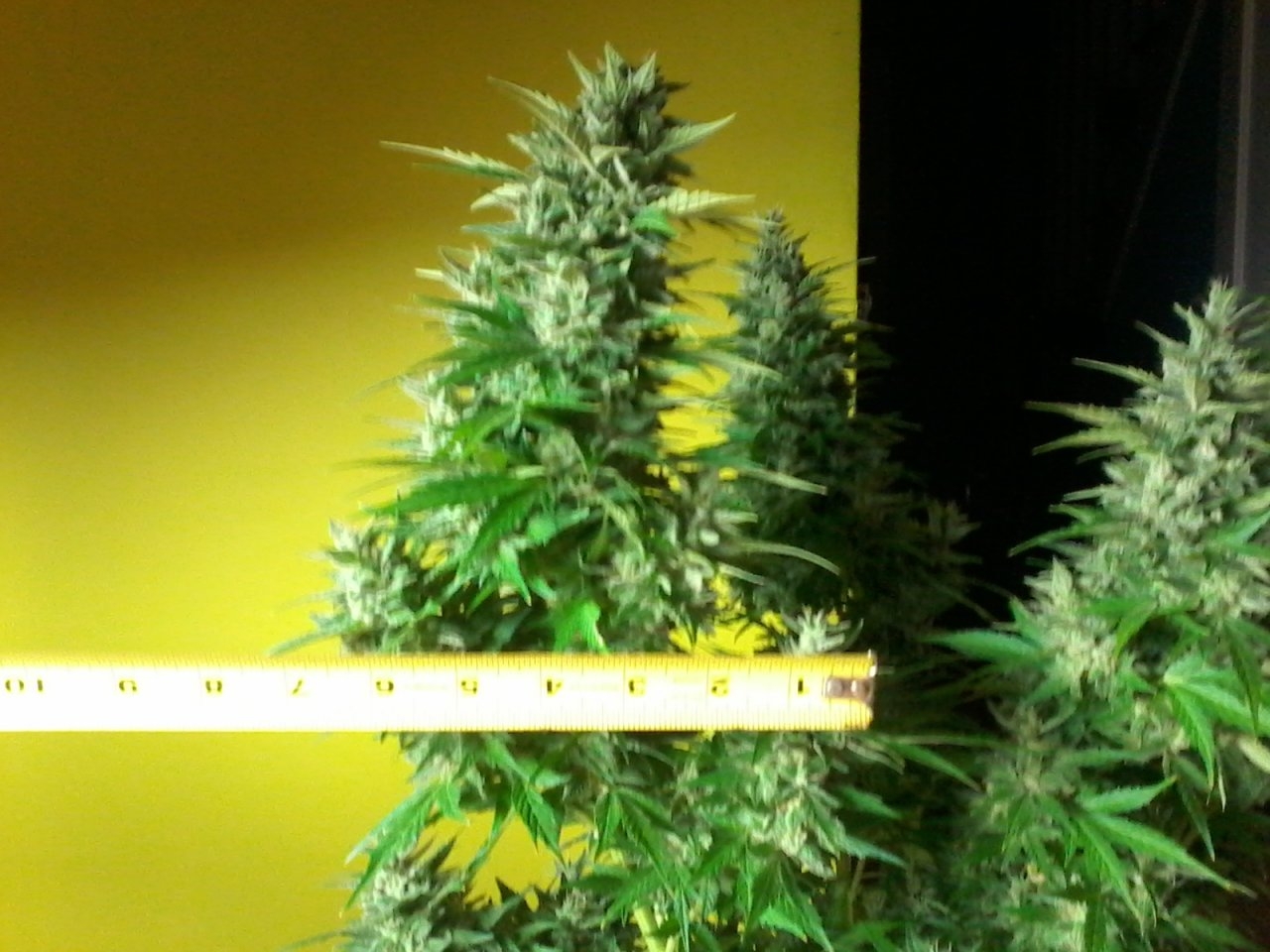 The girth on the critical purple auto is unreal.