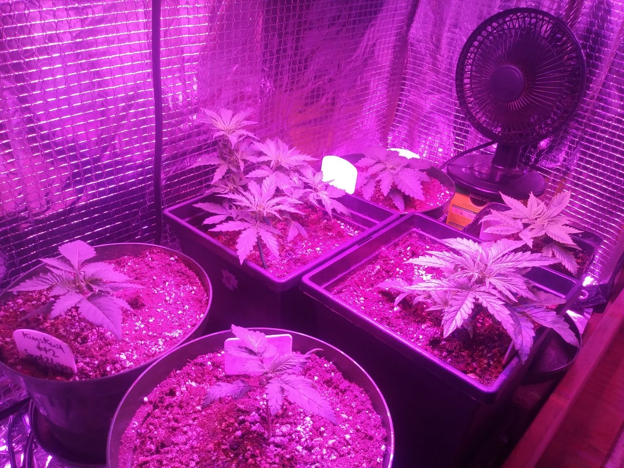 The grow room as of Oct 3