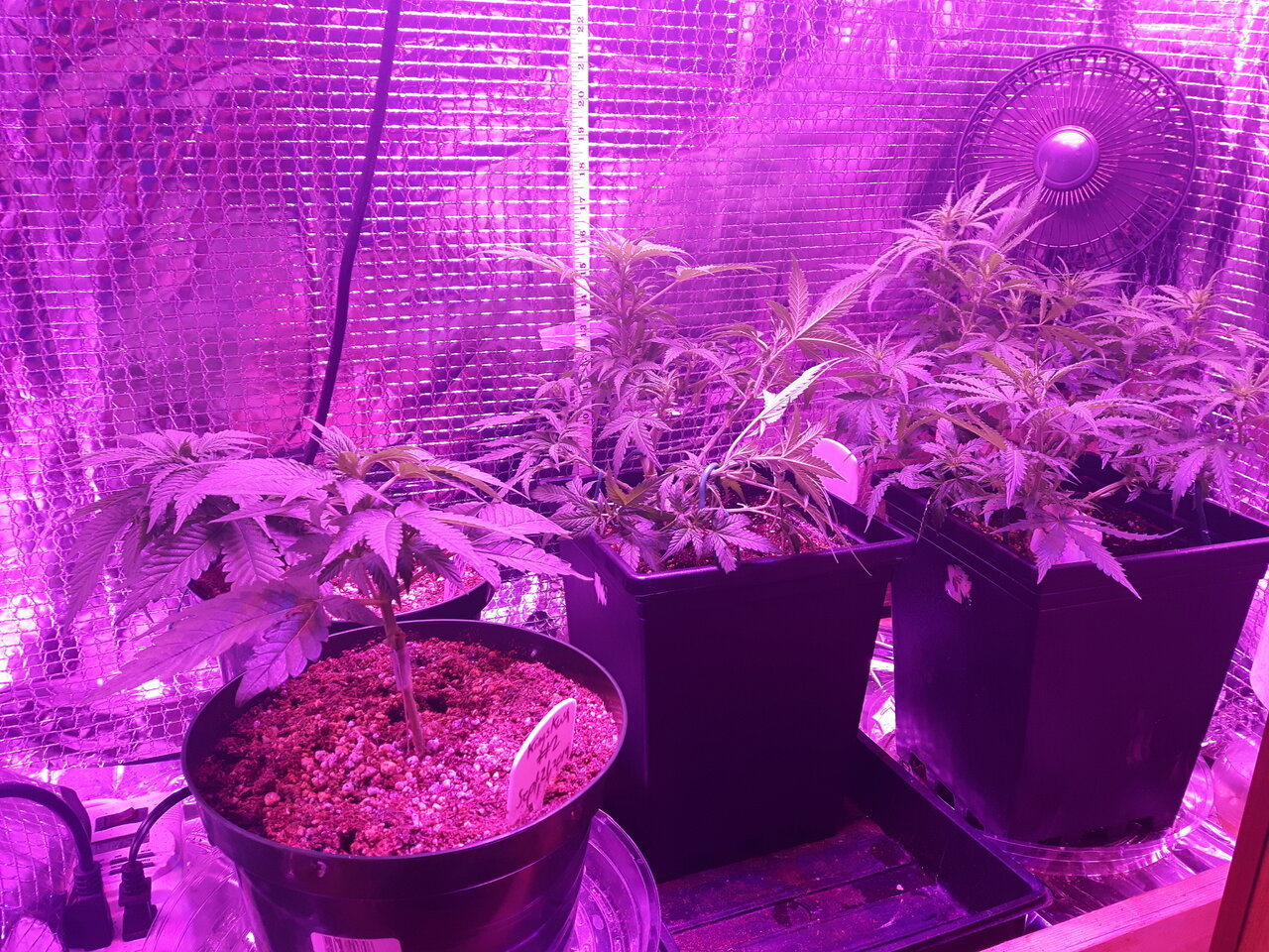 The grow room as of today