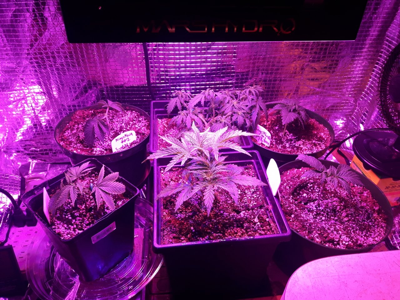 The grow room